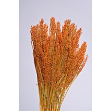 CANARY GRASS Autumn 24"  OUT OF STOCK